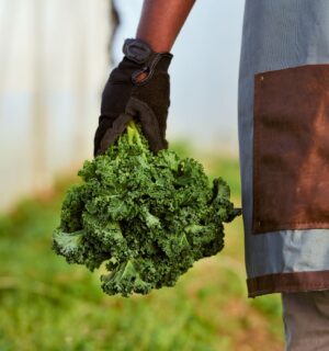 Photo shows a farmer's gloved hand holding a bunch of kale. More than a third of British farms made no profits last year, according to a new report..