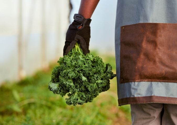 Photo shows a farmer's gloved hand holding a bunch of kale. More than a third of British farms made no profits last year, according to a new report..