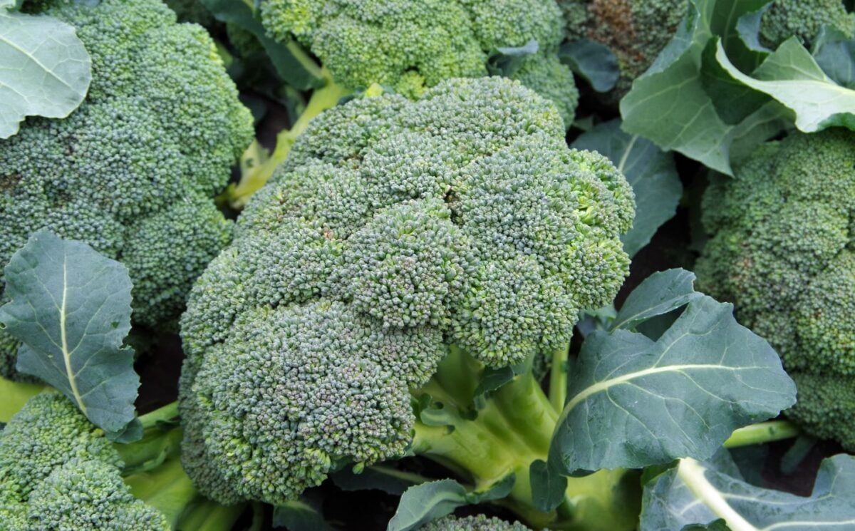 a photo of broccoli for an article explaining a simple broccoli trick that gives you the most out of this vegetable