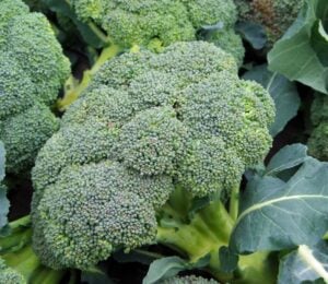 a photo of broccoli for an article explaining a simple broccoli trick that gives you the most out of this vegetable