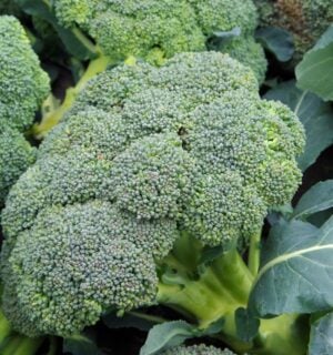 a photo of broccoli for an article explaining a simple broccoli trick that gives you the most out of this vegetable