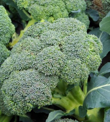 a photo of broccoli for an article explaining a simple broccoli trick that gives you the most out of this vegetable