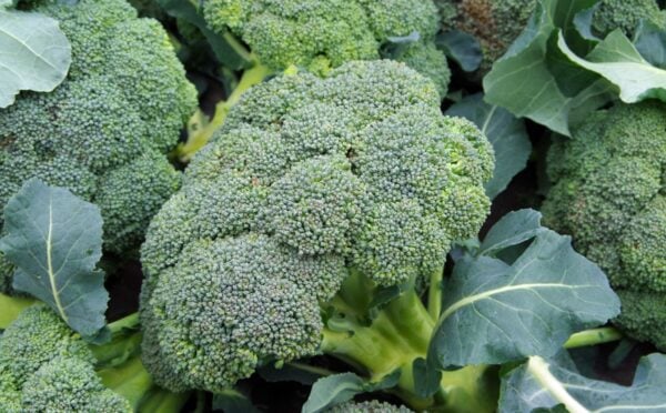 a photo of broccoli for an article explaining a simple broccoli trick that gives you the most out of this vegetable