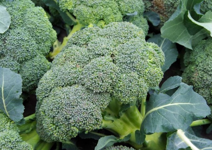 a photo of broccoli for an article explaining a simple broccoli trick that gives you the most out of this vegetable