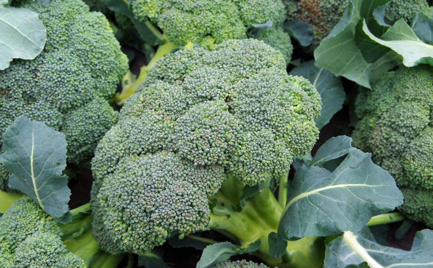 a photo of broccoli for an article explaining a simple broccoli trick that gives you the most out of this vegetable