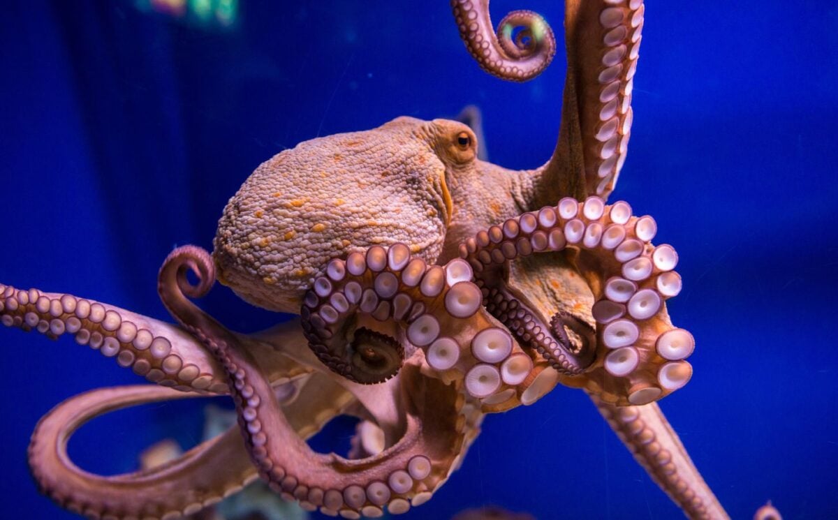 Photo shows the octopus vulgaris, or common octopus, which is commonly eaten in Spain. CIWF's new report describes carnivorous aquaculture - including octopus farming - as a "growing threat"