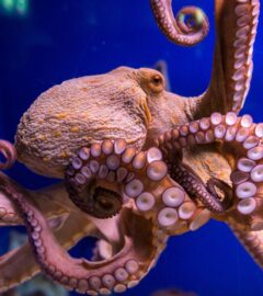 Photo shows the octopus vulgaris, or common octopus, which is commonly eaten in Spain. CIWF's new report describes carnivorous aquaculture - including octopus farming - as a "growing threat"