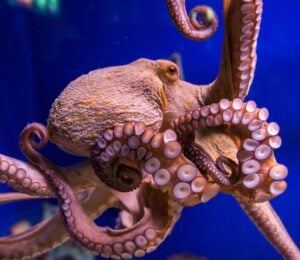 Photo shows the octopus vulgaris, or common octopus, which is commonly eaten in Spain. CIWF's new report describes carnivorous aquaculture - including octopus farming - as a "growing threat"