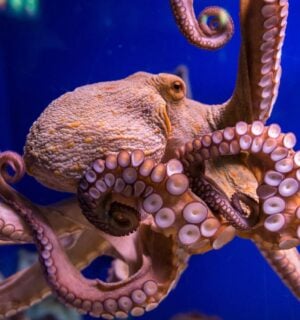 Photo shows the octopus vulgaris, or common octopus, which is commonly eaten in Spain. CIWF's new report describes carnivorous aquaculture - including octopus farming - as a "growing threat"