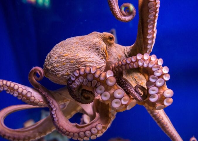 Photo shows the octopus vulgaris, or common octopus, which is commonly eaten in Spain. CIWF's new report describes carnivorous aquaculture - including octopus farming - as a "growing threat"