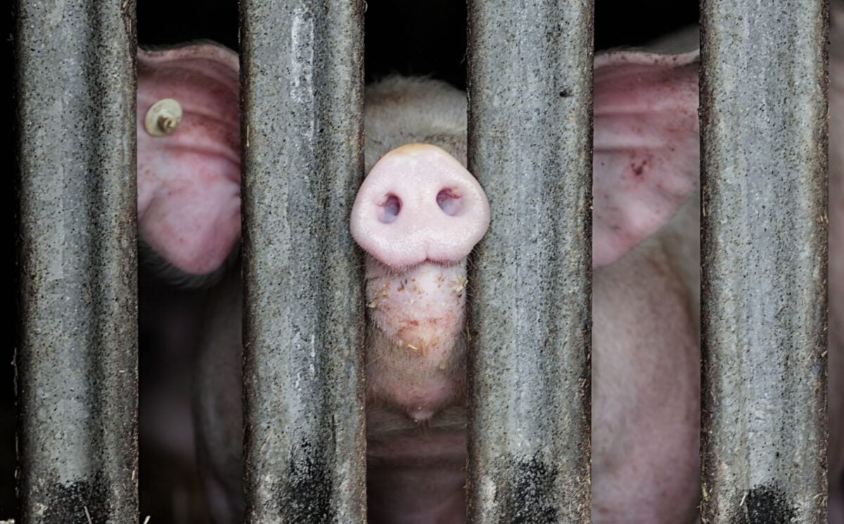 Photo shows a pig with a tagged ear putting their nose through the thick bars of a pen
