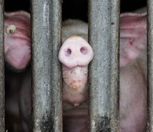 Photo shows a pig with a tagged ear putting their nose through the thick bars of a pen