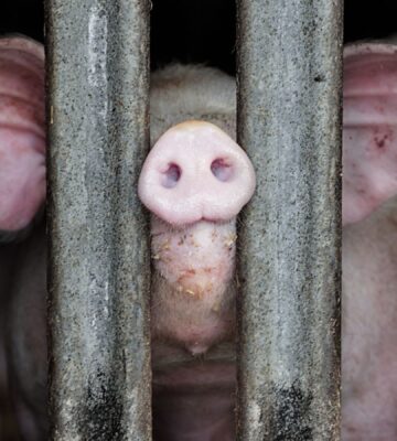 Photo shows a pig with a tagged ear putting their nose through the thick bars of a pen