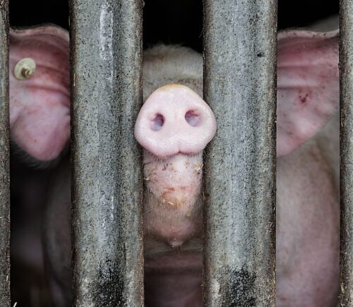 Photo shows a pig with a tagged ear putting their nose through the thick bars of a pen