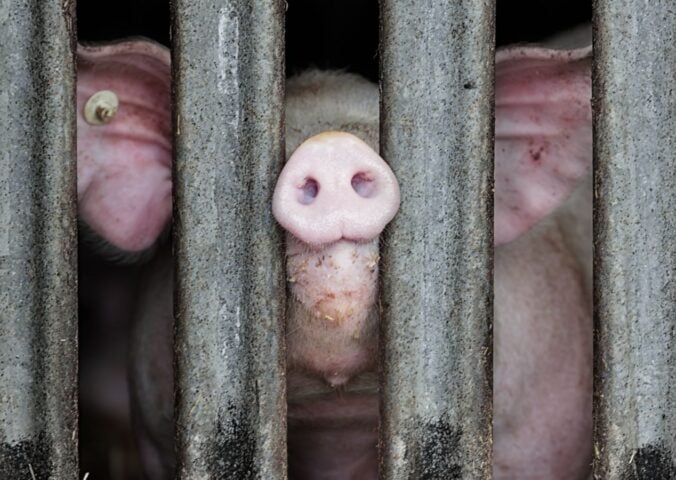 Photo shows a pig with a tagged ear putting their nose through the thick bars of a pen
