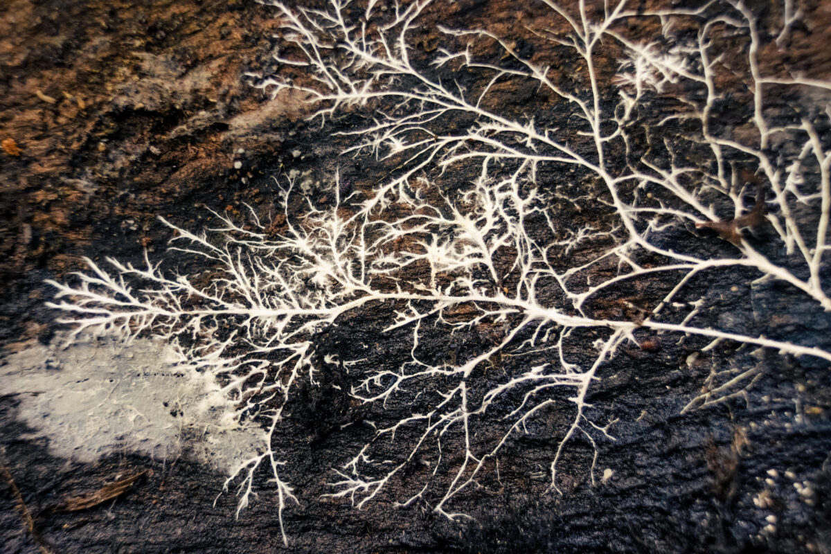Photo is a macro photograph of a white fungus root on a rotten piece of wood, in the eastern Andean mountains of central Colombia