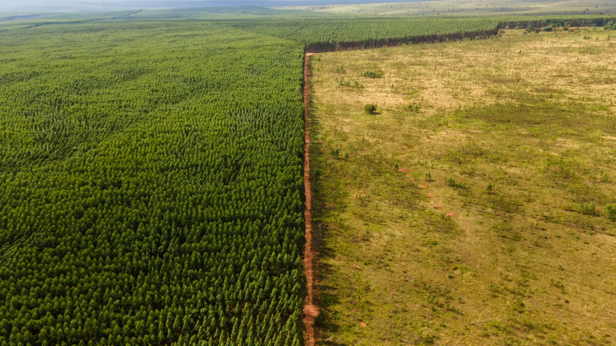 Photo shows an aerial view of Brazilian deforestation. Animal agriculture is one of the leading causes of deforestation, particularly in Brazil, yet hundreds of industry lobbyists were allowed to attend COP30