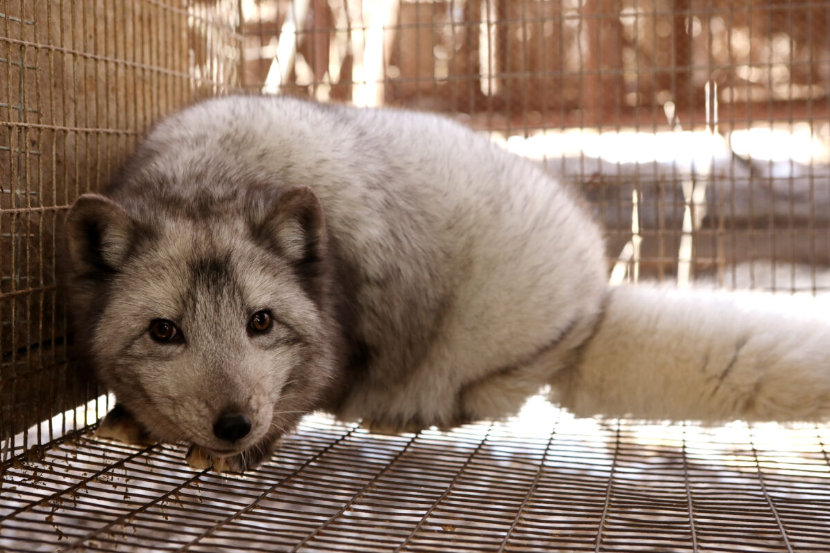 Photo shows a polar fox crouched in the corner of a cage on a fur farm