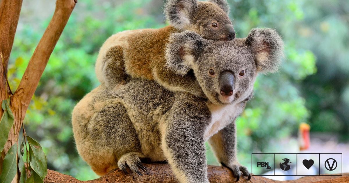 Proposed Koala National Park In Australia To Be Twice The Size Of UK’s Lake District