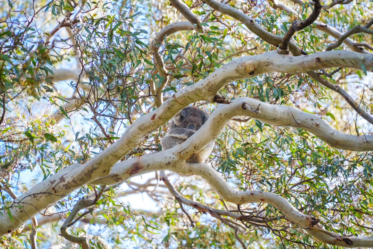 Photo shows a koala bear in a large gum tree on Kangaroo Island in Australia