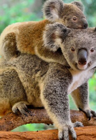 Photo shows a baby koala on a mother's back sitting in the branches of a eucalyptus tree in Australia
