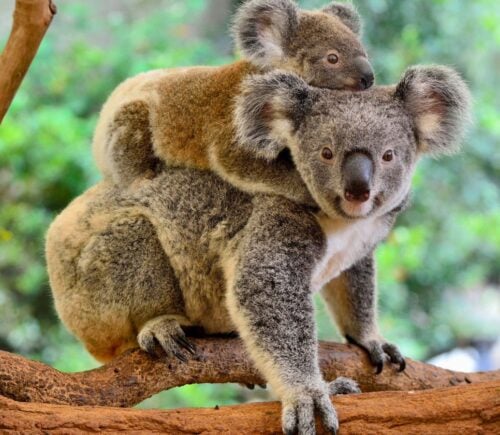 Photo shows a baby koala on a mother's back sitting in the branches of a eucalyptus tree in Australia