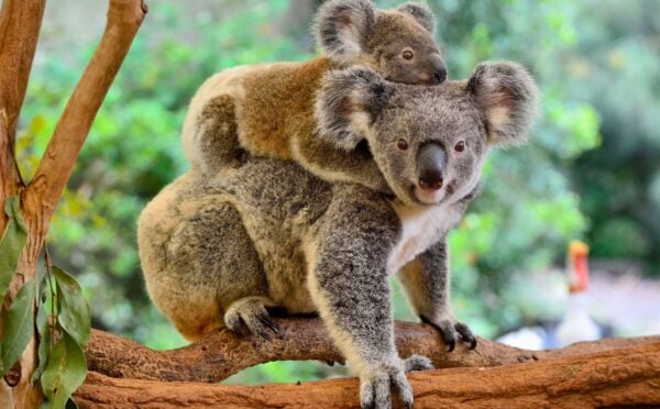Photo shows a baby koala on a mother's back sitting in the branches of a eucalyptus tree in Australia