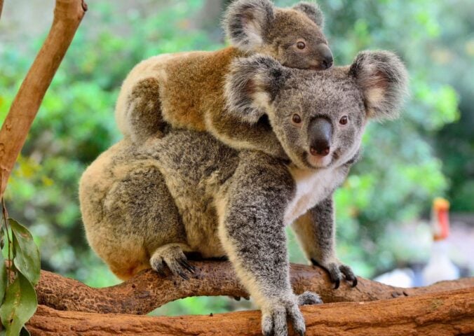 Photo shows a baby koala on a mother's back sitting in the branches of a eucalyptus tree in Australia