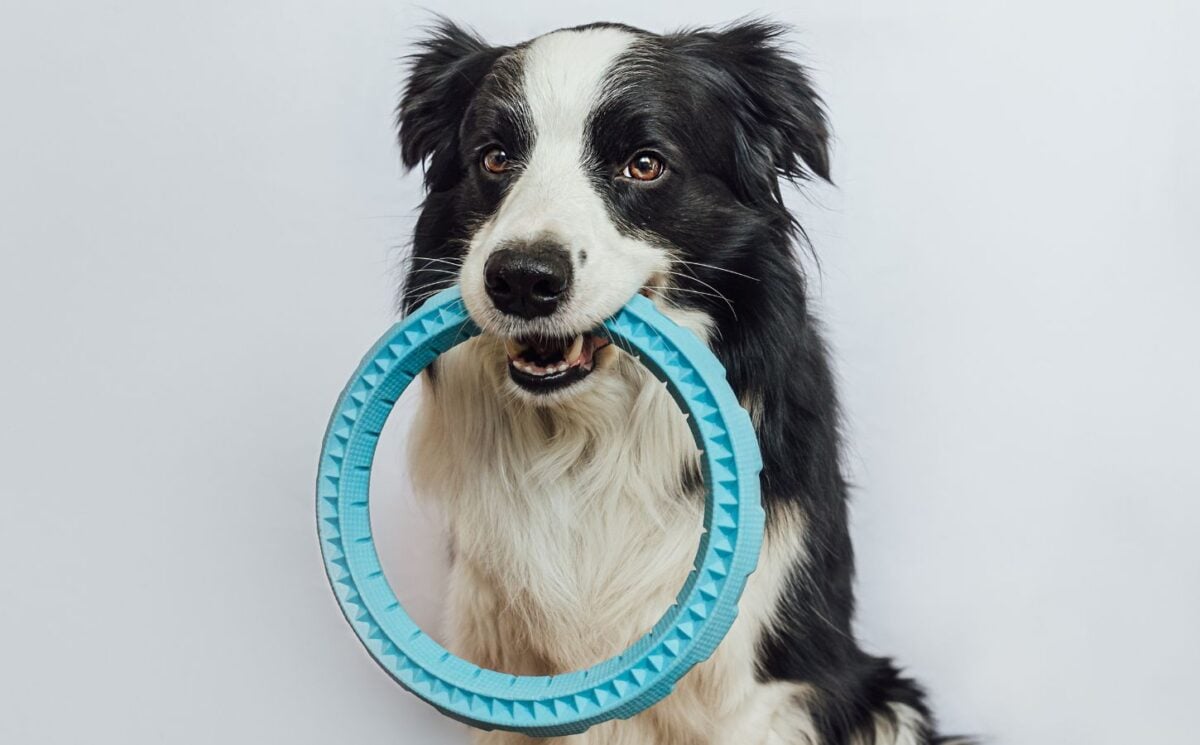 Photo shows a border collie dog with a fetch toy in their mouth. A new study has found that certain dogs can employ label extension, meaning that they are able to categorize toys by function