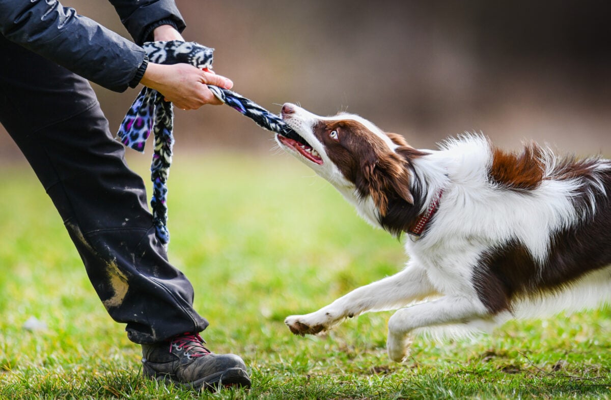 Photo shows a trainer playing tug with a border collie type dog in a field
