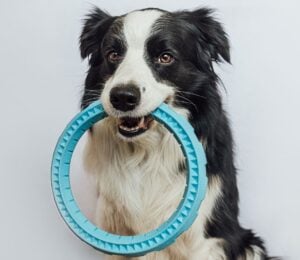 Photo shows a border collie dog with a fetch toy in their mouth. A new study has found that certain dogs can employ label extension, meaning that they are able to categorize toys by function