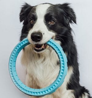Photo shows a border collie dog with a fetch toy in their mouth. A new study has found that certain dogs can employ label extension, meaning that they are able to categorize toys by function