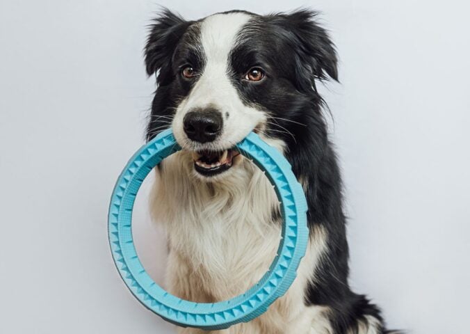 Photo shows a border collie dog with a fetch toy in their mouth. A new study has found that certain dogs can employ label extension, meaning that they are able to categorize toys by function