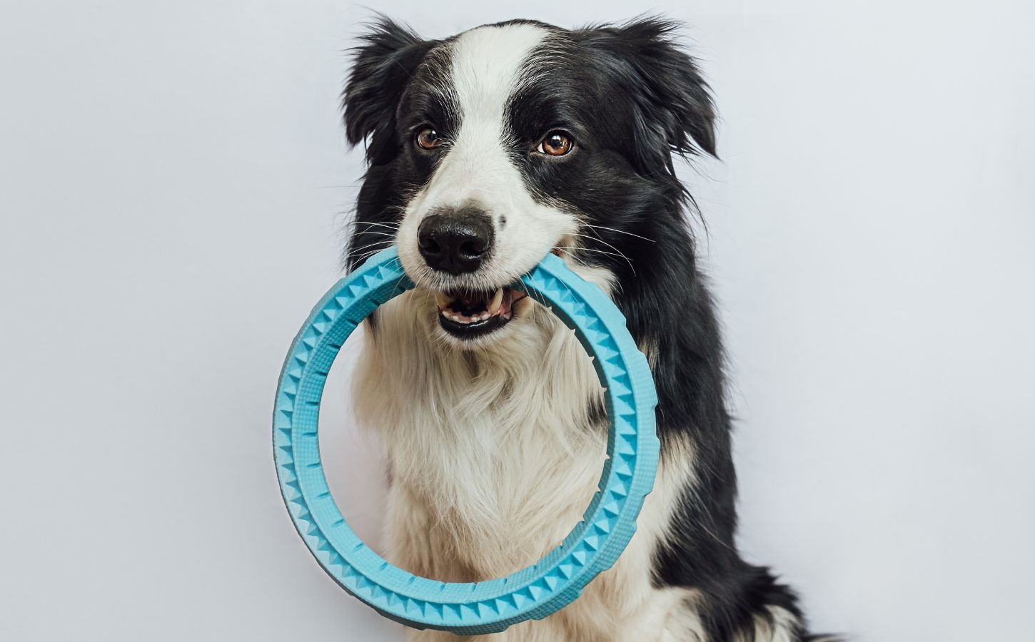 Photo shows a border collie dog with a fetch toy in their mouth. A new study has found that certain dogs can employ label extension, meaning that they are able to categorize toys by function
