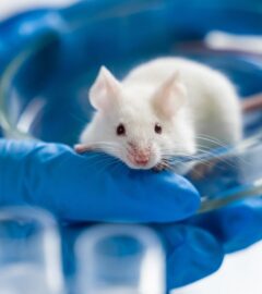 Photo shows a small white mouse in a pair of blue-gloved hands in a laboratory setting. The UK has taken another step towards completely banning animal testing with a new proposal that aims to support and encourage alternatives