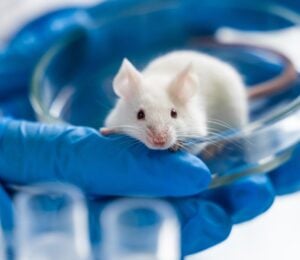 Photo shows a small white mouse in a pair of blue-gloved hands in a laboratory setting. The UK has taken another step towards completely banning animal testing with a new proposal that aims to support and encourage alternatives