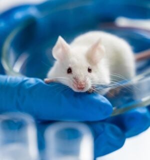 Photo shows a small white mouse in a pair of blue-gloved hands in a laboratory setting. The UK has taken another step towards completely banning animal testing with a new proposal that aims to support and encourage alternatives