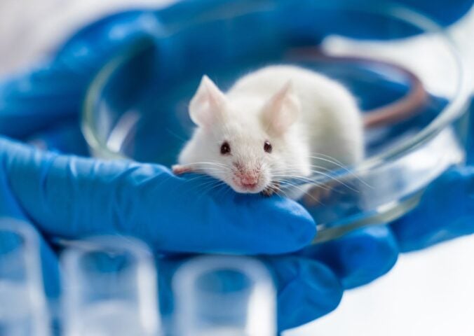 Photo shows a small white mouse in a pair of blue-gloved hands in a laboratory setting. The UK has taken another step towards completely banning animal testing with a new proposal that aims to support and encourage alternatives