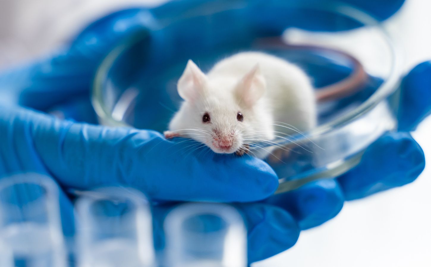 Photo shows a small white mouse in a pair of blue-gloved hands in a laboratory setting. The UK has taken another step towards completely banning animal testing with a new proposal that aims to support and encourage alternatives