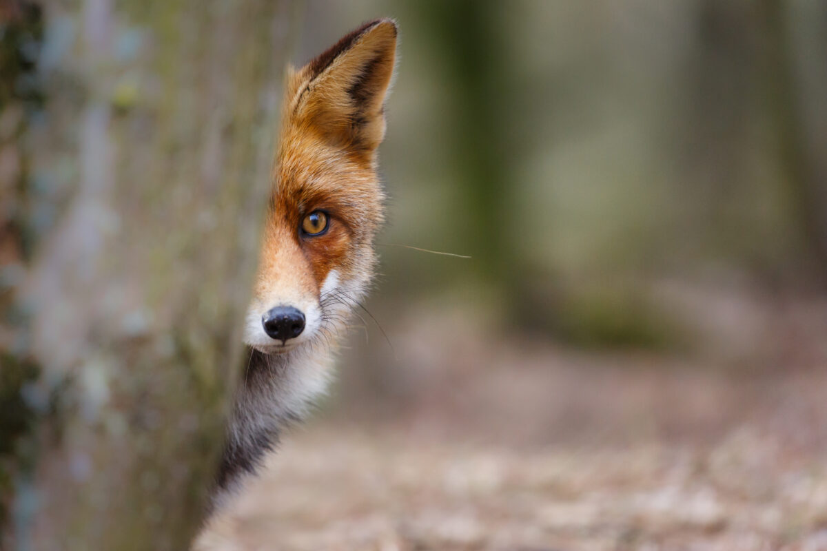 Photo shows a fox peering out at the camera from behind a tree