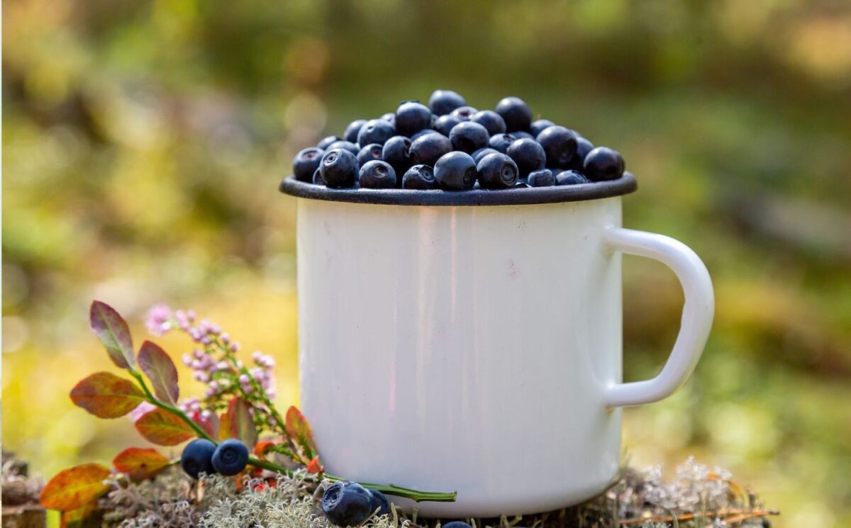 Mug filled with fresh blueberries on a forest background, to illustrate the health benefits of black beans compared to blueberries