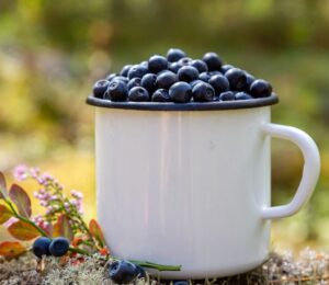 Mug filled with fresh blueberries on a forest background, to illustrate the health benefits of black beans compared to blueberries
