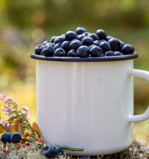 Mug filled with fresh blueberries on a forest background, to illustrate the health benefits of black beans compared to blueberries