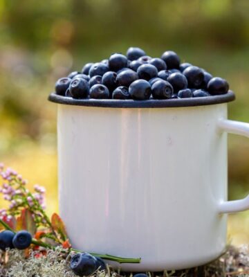Mug filled with fresh blueberries on a forest background, to illustrate the health benefits of black beans compared to blueberries