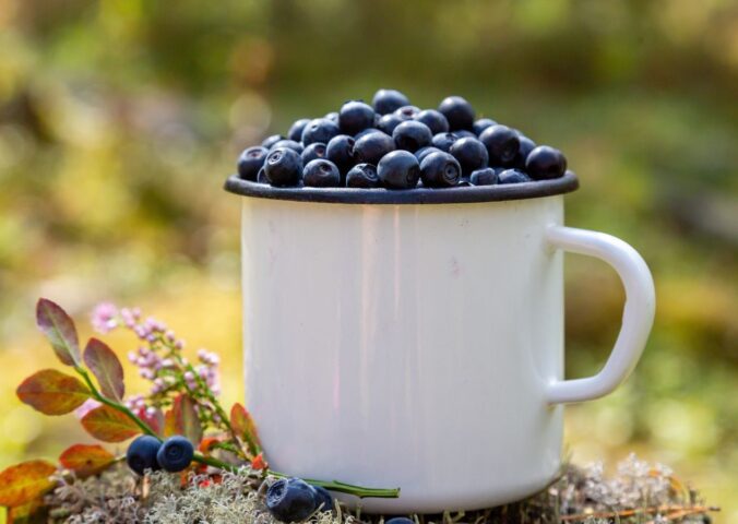 Mug filled with fresh blueberries on a forest background, to illustrate the health benefits of black beans compared to blueberries