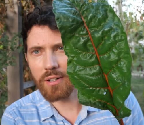 Mic stands in his garden holding a large chard leaf, one of the leafy greens that contains vitamin A5