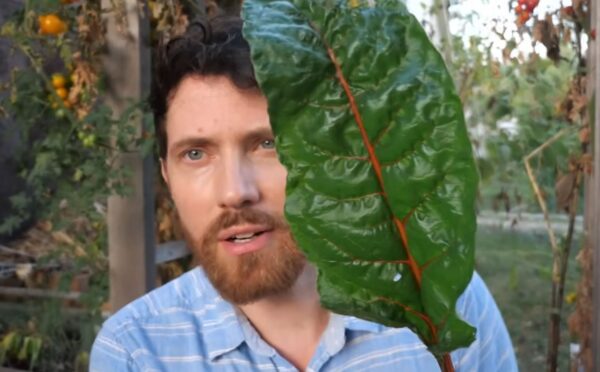 Mic stands in his garden holding a large chard leaf, one of the leafy greens that contains vitamin A5
