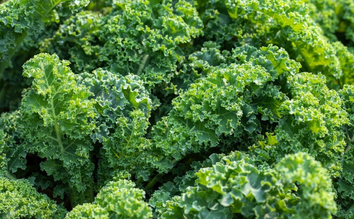 Fresh green kale leaves illustrate how proper preparation and cooking methods affect kale nutrient retention