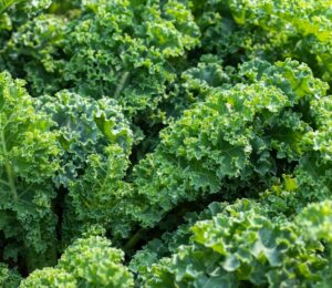 Fresh green kale leaves illustrate how proper preparation and cooking methods affect kale nutrient retention