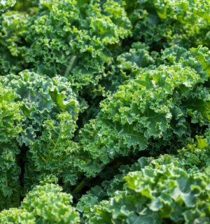 Fresh green kale leaves illustrate how proper preparation and cooking methods affect kale nutrient retention